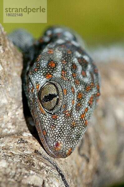Tokay Gecko (Gecko-Gecko) erwachsen  Nahaufnahme des Kopfes  auf Ast ruhend  Klunkung  Bali  Kleine Sunda-Inseln  Indonesien  Oktober  Asien