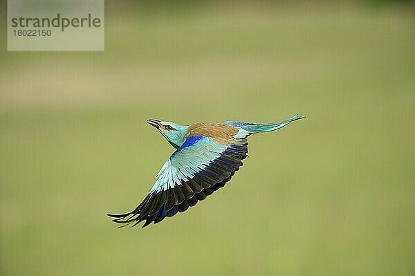 Blauracke (Coracias garrulus) erwachsen  im Flug  Hortobagy N. P. Ungarn  Mai