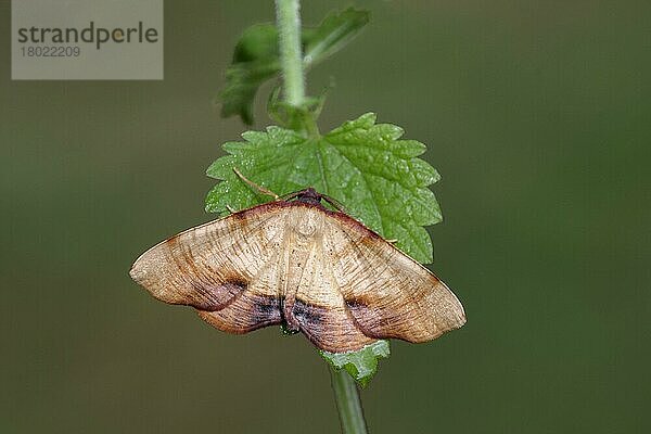 Verbrannter Flügel (Plagodis dolabraria)  erwachsenes Männchen  ruht auf dem Blatt der Brennessel (Urtica dioica)  Italien  Juli  Europa