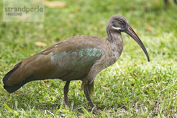 Hadada Ibis (Bostrychia hagedash)  Erwachsener  am Boden laufend  Kenia  Oktober  Afrika