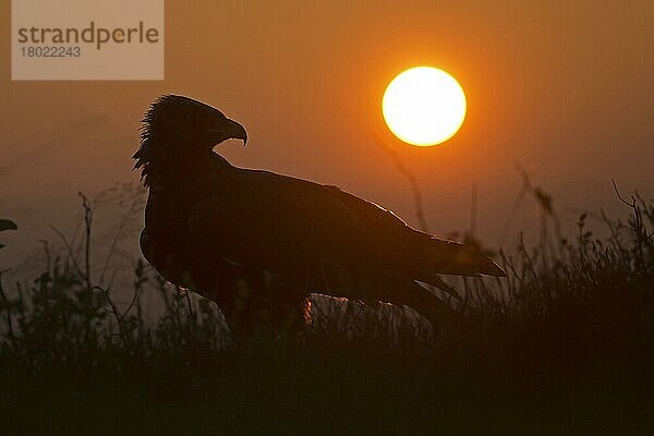 Steppenadler (Aquila nipalensis) adult  am Boden stehend  Silhouette bei Sonnenuntergang (in Gefangenschaft)  Oktober  Tschechische Republik  Europa