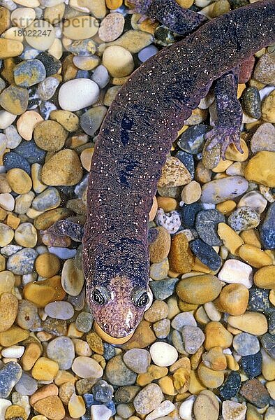 Lungenloser Salamander (Desmognathus quadrimaculatus)