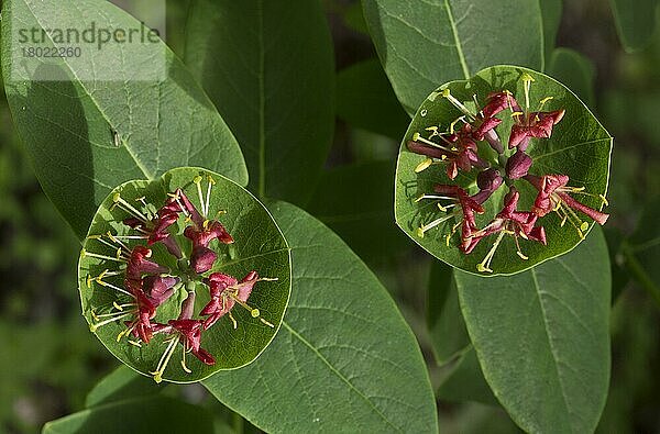 Geißblatt (Lonicera dioica) Nahaufnahme der Blüten  Bruce Peninsula  Ontario  Kanada  Juni  Nordamerika