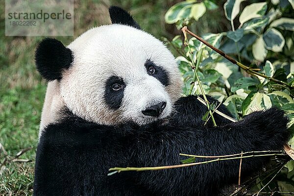 Riesenpanda (Ailuropoda melanoleuca)  Macao Giant Panda Pavilion  Macao  China  Asien