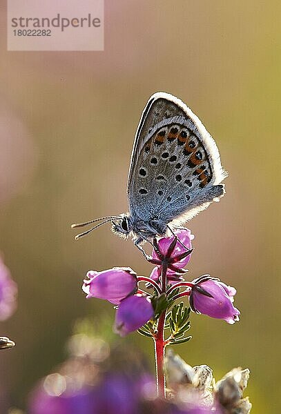 Silberbesetzter blauer (Plebejus argus) Erwachsener  ruht auf Blüten der Glockenheide (Erica cinerea)  Shropshire  England  Juli