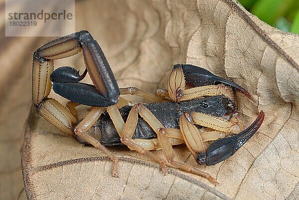 Erwachsener Schwarzschnabel-Rindenskorpion (Centruroides bicolor)  ruhend auf totem Blatt im Regenwald  Corcovado N. P. Halbinsel Osa  Provinz Puntarenas  Costa Rica  August  Mittelamerika