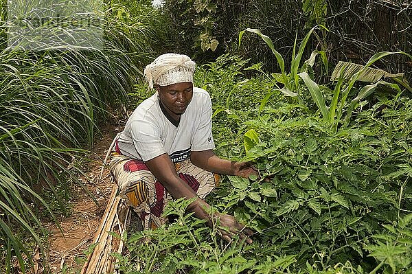 Unkrautjätender Gemüsegarten  Ruanda  Afrika