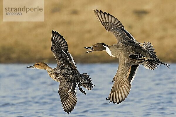 Nördlicher Spitzschwanz (Anas acuta)  erwachsenes Paar  im Flug  Gloucestershire  England  Januar