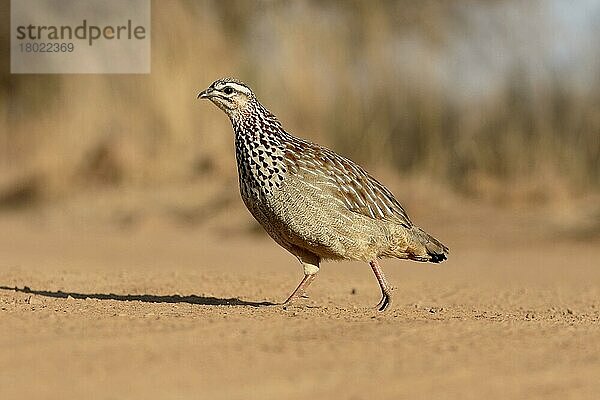 Schopffrankolin (Dendroperdix sephaena) erwachsen  auf trockenem Boden laufend  Südafrika  August