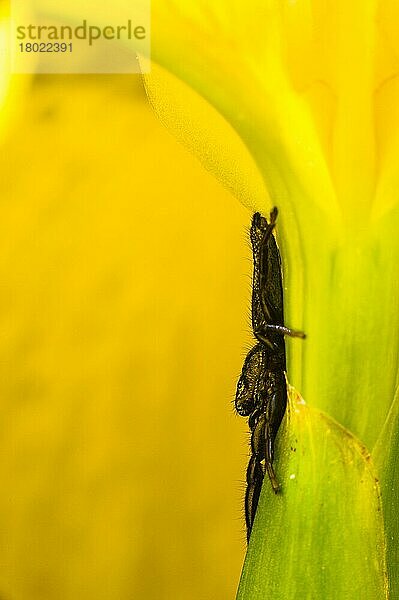 Springende Spinne (Mendoza canestrinii)  erwachsenes Männchen  auf der Blüte der Gelben Schwertlilie (Iris pseudacorus) ruhend  Toskana  Italien  Mai  Europa