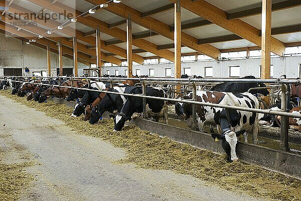 Milchviehhaltung  Milchkuhherde  Kühe  die sich von Silage ernähren  in loser Haltung auf Biobetrieb  Schweden  August  Europa