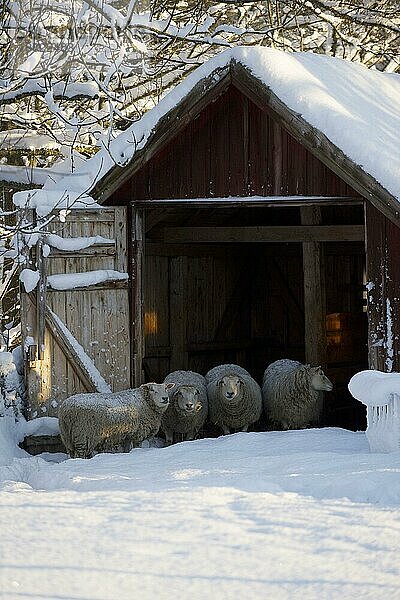 Hausschafe  Haustiere  Huftiere  Nutztiere  Paarhufer  Säugetiere  Tiere  Domestic Sheep  four ewes  standing in snow beside barn  Sweden  December