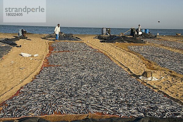 In der Sonne trocknender Fisch in Negombo  Sri Lanka  Asien