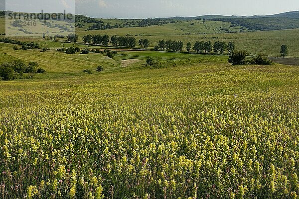 Blick auf Wildblumen in ausgedehnten Graslandschaften um das sächsische Dorf Viscri  Siebenbürgen  Rumänien  Juni  Europa