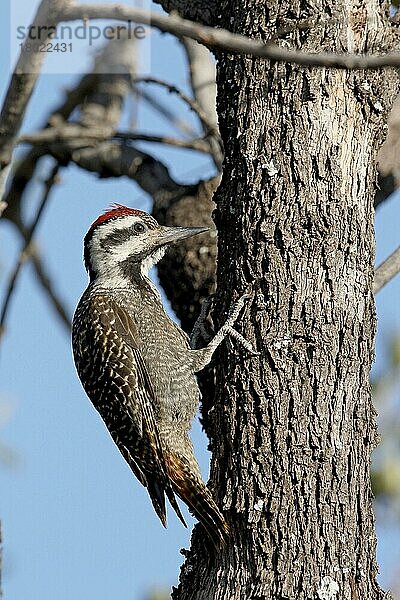 Bartspecht (Dendropicos namaquus)  erwachsenes Männchen  am Baumstamm festhaltend  Südafrika  August