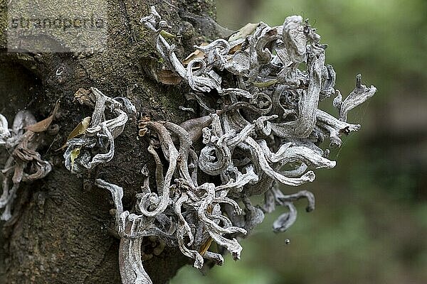 Pilze (Laurobasidium lauri) Fruchtkörper  parasitisch auf Azoren Lorbeer (Laurus azorica)  La Gomera  Kanarische Inseln