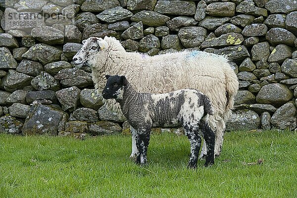 Hausschaf  Aberdale Swaledale  Jährlingsmutterschaf mit Lamm  an Trockenmauer stehend  Cumbria  England  April