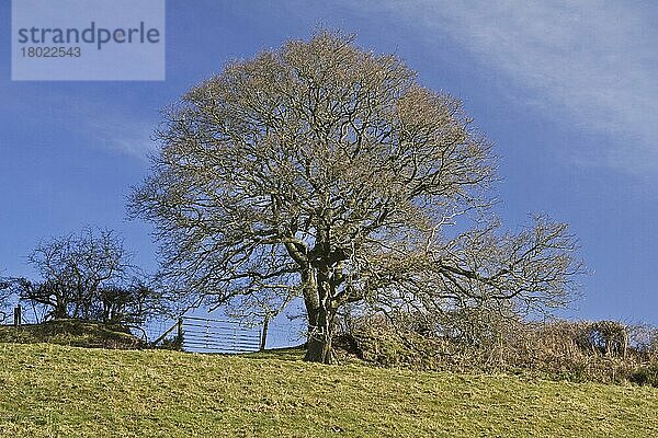 Quercus (pedunculata)  Stieleiche  Sommereiche  Deutsche Eiche (Quercus robur)  Eiche  Eichen  Buchengewächse  Common Oak habit  bare tree in pasture  Woodbury Hillfort  Dorset  England  march