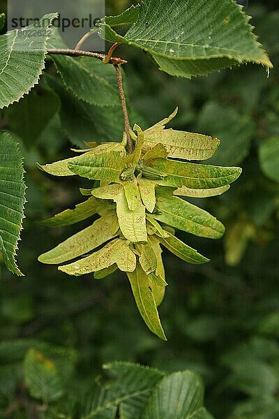 Europäische Hainbuche (Carpinus betulus) Nahaufnahme von Früchten  die im Flusstalmoor wachsen  Redgrave und Lopham Fen N. N. R. Waveney Valley  Suffolk  England  August