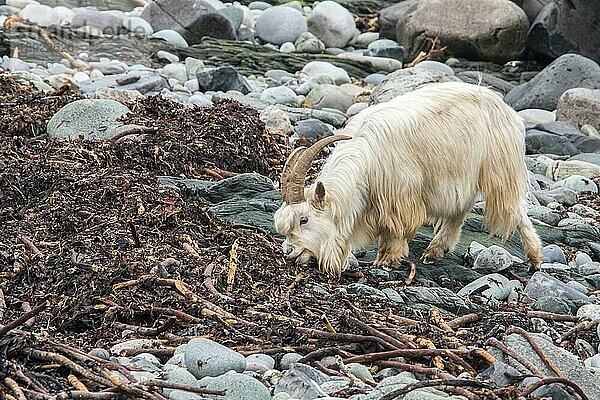 Wilde weiße Ziege ernährt sich von Seegras am Steinstrand Isle of Jura  Schottland. Die Legende besagt  daß sie von Tieren abstammen  die von den Wikingern auf die Insel gekauft wurden