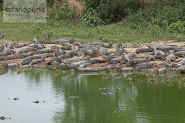 Paraguayischer Kaiman (Caiman yacare) Erwachsene und Unreife  Gruppe im Wasser und am Ufer ruhend  Pantanal  Mato Grosso  Brasilien  Südamerika