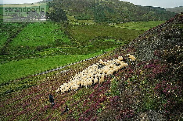 Hausschaf  Schäfer mit Collie-Schäferhund  sammelt Herde vor Moorhügeln  Wales