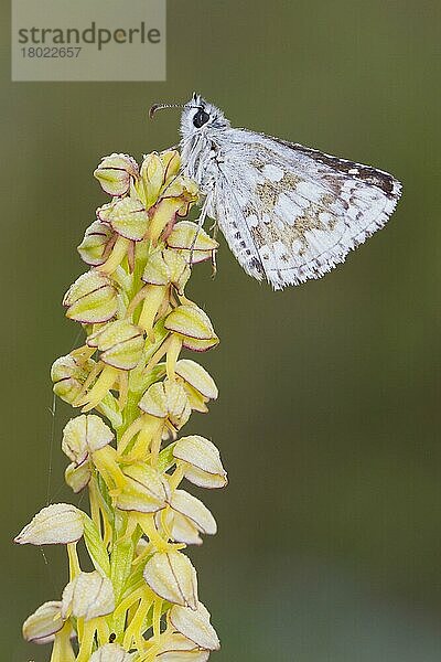 Saflor-Skipper (Pyrgus carthami) erwachsen  auf der Blüte der Menschenorchidee (Orchis anthropophora) schlafend  Causse de Gramat  Zentralmassiv  Region Lot  Frankreich  Mai  Europa