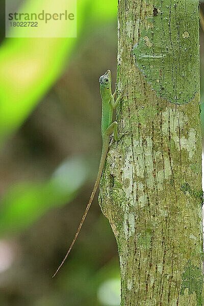 Richard's Anole (Anolis richardii) eingeführte Art  erwachsen  auf Baumstamm ruhend  Tobago  Trinidad und Tobago  Mai  Mittelamerika