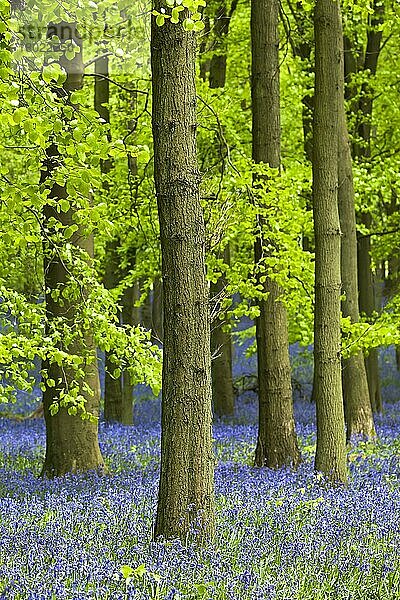 Bluebell (Endymion non-scriptus) blühende Masse  im Waldlebensraum der Rotbuche (Fagus sylvatica)  Chilterns  England  Frühling