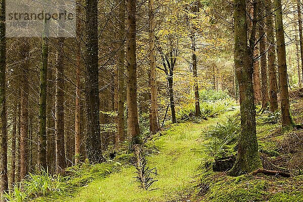 Gewöhnliche Buche (Fagus sylvatica)  mit herbstlich gefärbten Blättern  wächst zwischen Nadelholzstämmen in Waldgebieten  West Wood  bei Hartland  Nord-Devon  England  November