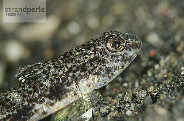 Erwachsene Schuppenkopfgrundel (Hazeus otakii)  Nahaufnahme des Kopfes  auf schwarzem Sand ruhend  Lembeh-Straße  Sulawesi  Große Sunda-Inseln  Indonesien  November  Asien