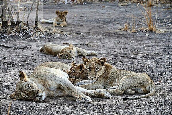 Löwin (Panthera leo) mit Jungtieren  säugt  South Luangwa National Park  Sambia  Afrika