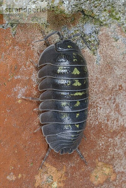 Holzlaus (Armadillidium depressum)  erwachsen  an alter Gartenmauer  Südwales  Mai