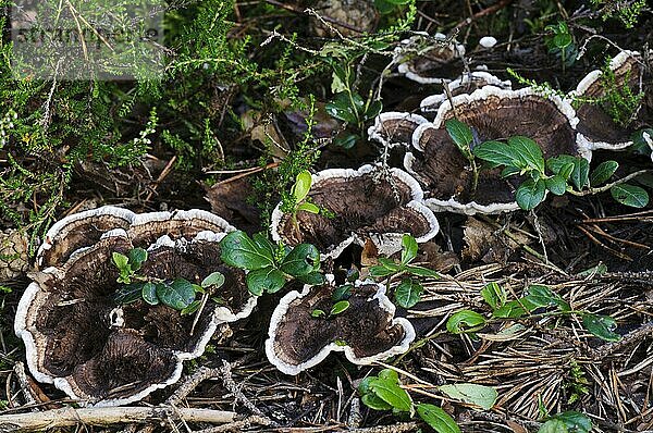 Zonierter Zahnpilz (Hydnellum concrescens) Fruchtkörper  wächst durch umgefallene Kiefernnadeln  Loch Garten RSPB Reserve  Abernethy Forest  Cairngorms N. P. Inverness-shire  Highlands  Schottland  August
