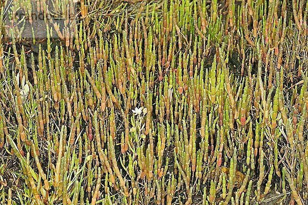 Mehrjähriges Glaskraut (Sarcocornia perennis) wächst auf Salzwiesen  Poole Harbour  Dorset  England  Juli