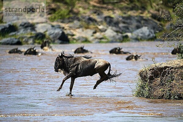 Östlicher Streifengnu (Connochaetes taurinus) Sprung in den Mara-Fluss aufgrund von Migration  Masai Mara National Reserve  Kenia  Afrika