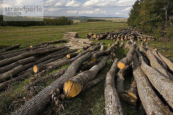 Abholzung von Buchenwäldern (Fagus sylvatica)  oberhalb des sächsischen Dorfes Barcut  Siebenbürgen  Rumänien  Oktober  Europa