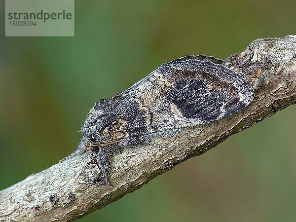 Prominenter Erwachsener mit drei Höckern (Notodonta tritophus)  auf einem Zweig ruhend  Cannobina-Tal  Italienische Alpen  Piemont  Norditalien  Juli