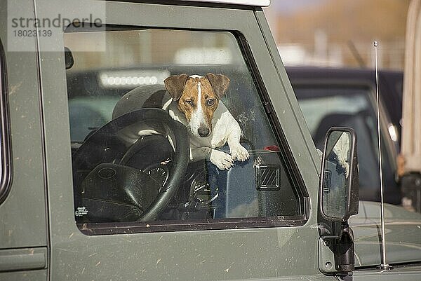 Haushund  Jack Russell Terrier  erwachsen  ruht auf dem Armaturenbrett eines Land Rovers  Ruthin Viehauktion Mart  Ruthin  Denbighshire  Nordwales  Februar