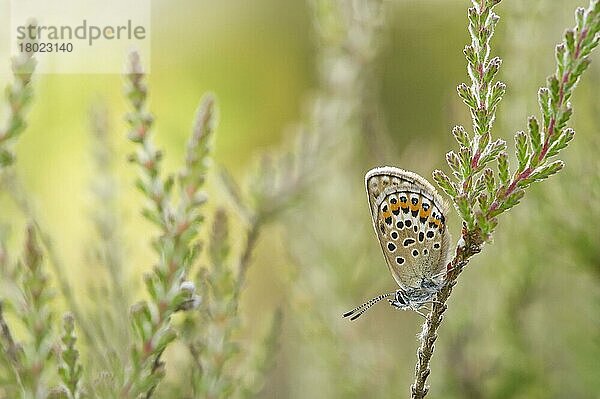 Erwachsenes Weibchen mit silberfarbenen Nieten (Plebejus argus)  auf dem Stamm der Gemeinen Heide (Calluna vulgaris) ruhend  Prees  Shropshire  England  Juli