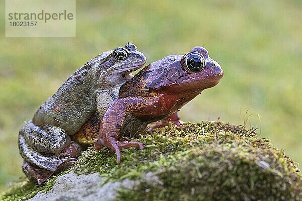 Grasfrosch  Grasfrösche (Rana temporaria)  Amphibien  Andere Tiere  Frösche  Tiere  Common Frog adult pair  in amplexus on moss covered rock  Leicestershire  England  March