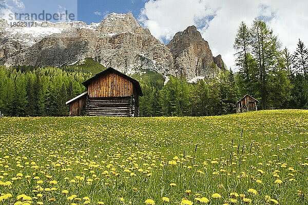 Blick auf Berghütten auf einer Wiese mit einer Masse blühender Löwenzähne  mit Tannenwald und Berggipfeln im Hintergrund  Dolomiten  Italienische Alpen  Italien  Juni  Europa