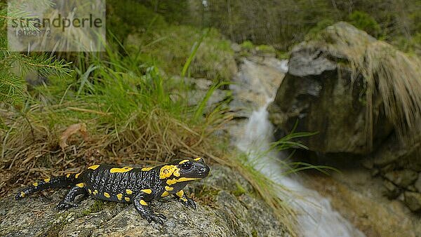 Feuersalamander (Salamandra salamandra) adult  rastet auf einem Felsen am Bachrand in einem Waldlebensraum  Italienische Alpen  Italien  April  Europa