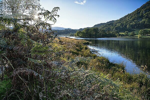 Blick auf den See in der Abendsonne  Rydal Water  Rothay Valley  Ambleside  Lake District N. P. Cumbria  England  August