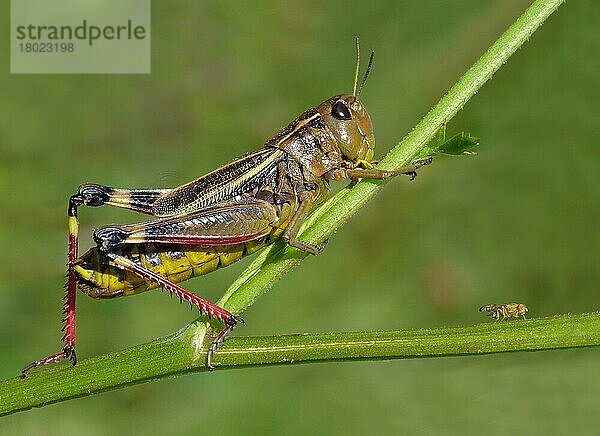 Große Höckerschrecke  Große Höckerschrecken (Arcyptera fusca)  Andere Tiere  Insekten  Tiere  Feldheuschrecken  Large Banded Grasshopper adult female  resting on stem  Cannobina Valley  Italian Alps