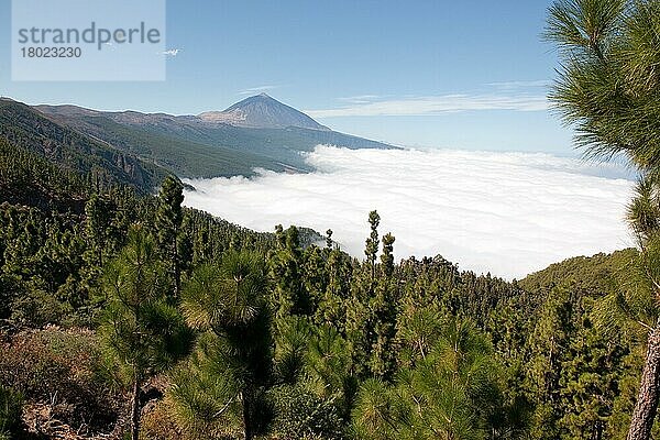 Teide und Meer der Wolken  Mar de Nubes  Teneriffa  Kanarische Inseln  Spanien  Europa