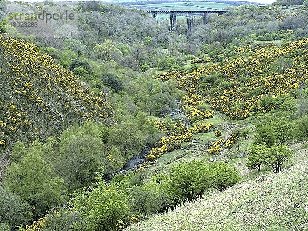 Ansicht des Flusstals mit an Hängen blühendem Ginster  Meldon-Viadukt  River Okement  Meldon  Dartmoor  Devon  England  April