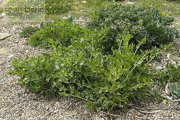 Seerübe  Beta vulgaris ssp maritima  blühende Pflanze auf Kies am Chesil-Strand in Dorset