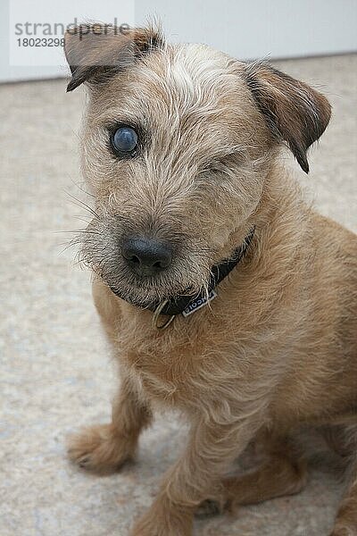 Haushund  Jack Russell Terrier  erwachsene Hündin  mit Katarakt und einem fehlenden Auge  auf dem Boden sitzend  England  Dezember