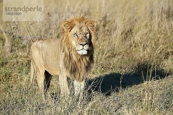 Porträt eines afrikanischen Löwen in der Savanne (Panthera leo) Okavango-Delta  Moremi-Wildreservat  Botswana  Afrika